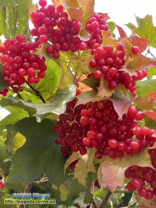 Ой калина... Калина