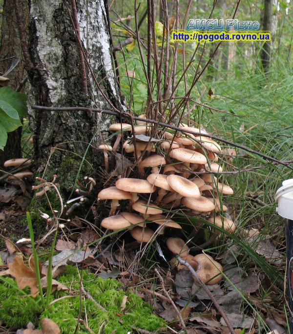 Осінь, опеньки Осінь, опеньки