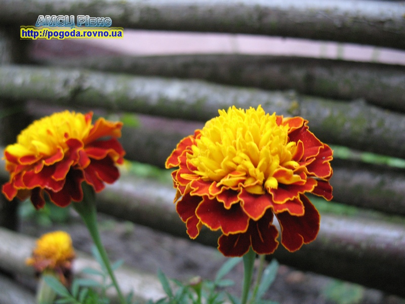 Чорнобривці Іменини у серпні