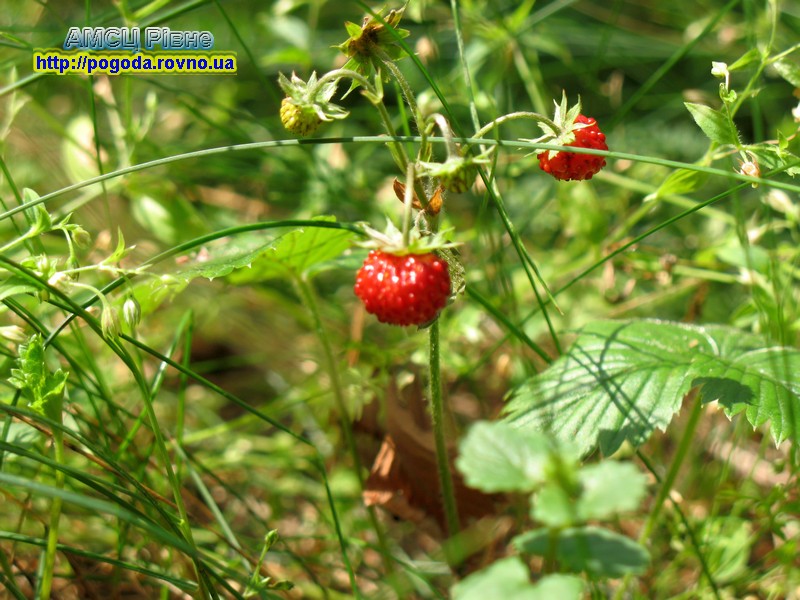 Літо. Пори року.