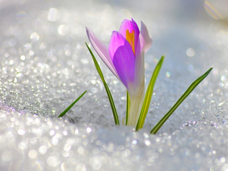 Весна, пори року