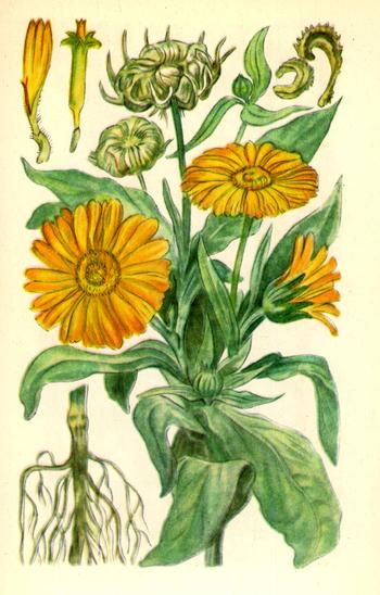 Нагідки лікарські (крокіс) — Calendula officinalis L. Нагідки лікарські (крокіс) — Calendula officinalis L.