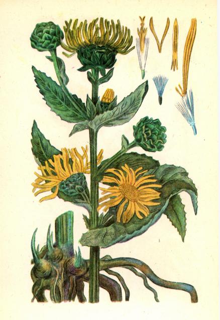 Оман високий (дивосил) — Inula helenium L. Оман високий (дивосил) — Inula helenium L.