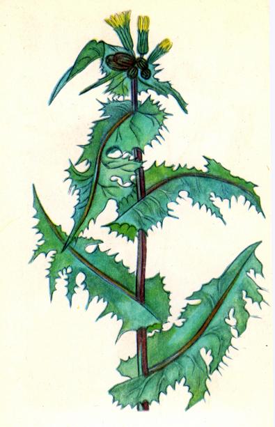 Осот городній — Sonchus oleraceus L. Осот городній — Sonchus oleraceus L.