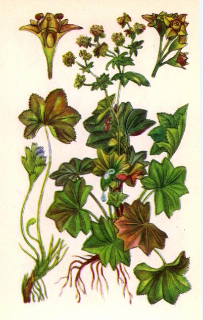 Приворотень звичайний — Alchimilla vulgaris L. Приворотень звичайний — Alchimilla vulgaris L.