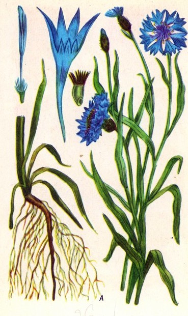 Волошка синя (А) — Centaurea cyanus L. Волошка синя (А) — Centaurea cyanus L.