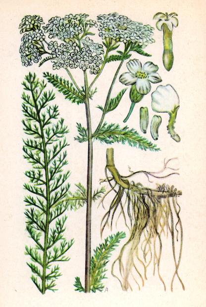 Деревій тисячолистий (кривавник) — Achillea millefolium L. Деревій тисячолистий (кривавник) — Achillea millefolium L.