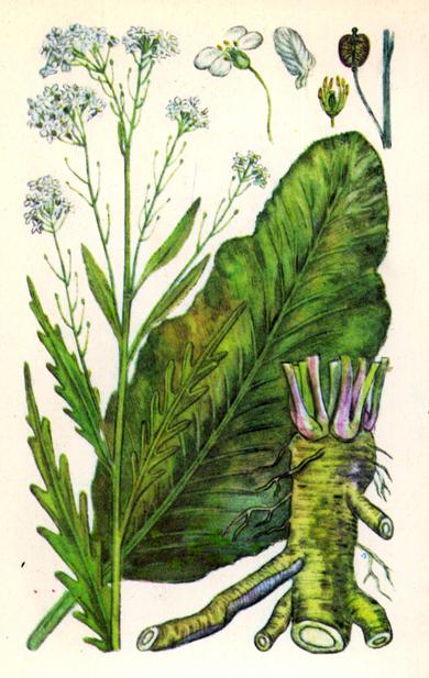 Хрін звичайний — Armoracia rusticana (Lam.) Gaertn. Хрін звичайний — Armoracia rusticana (Lam.) Gaertn.