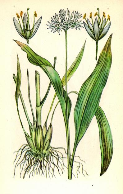 Цибуля ведмежа — Allium ursinum L. Цибуля ведмежа — Allium ursinum L.