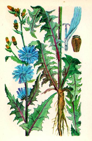 Цикорій дикий (петрові батоги) — Cichorium intybus L. Цикорій дикий (петрові батоги) — Cichorium intybus L.