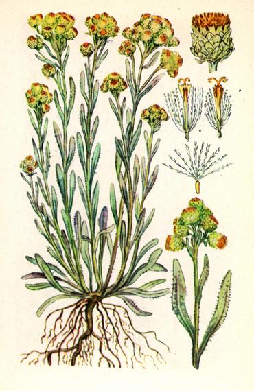 Цмин пісковий (безсмертник польовий) — Неlісhrуsum агеnаrium (L.) D. С. Цмин пісковий (безсмертник польовий) — Неlісhrуsum агеnаrium (L.) D. С.