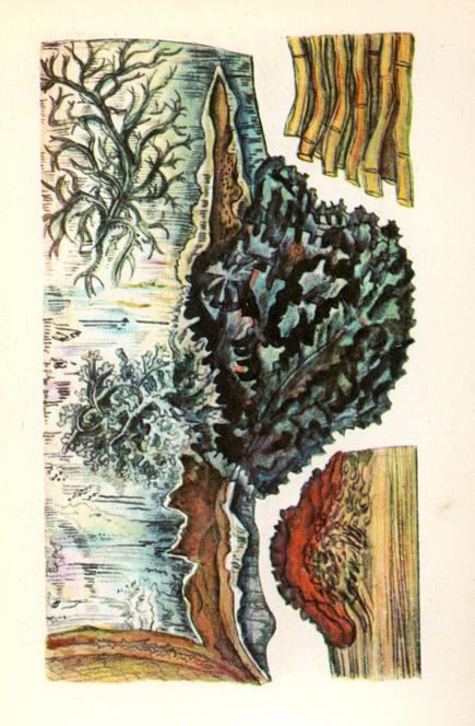 Чага (чорний березовий гриб, цир) — Inonotus obliquus (Pers.) Pilat. Чага (чорний березовий гриб, цир) — Inonotus obliquus (Pers.) Pilat.