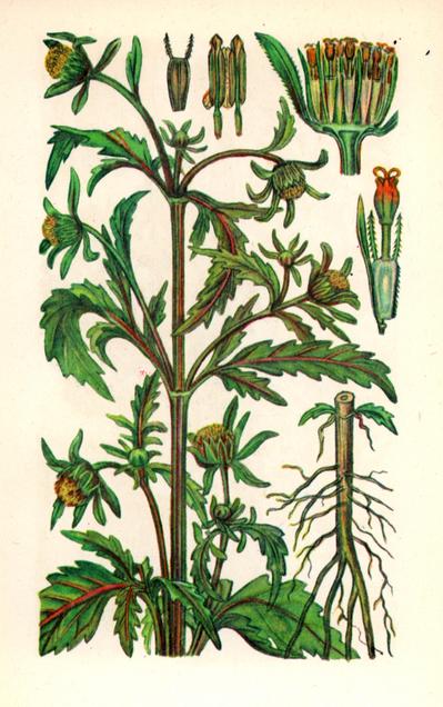 Череда трироздільна — Bidens tripartita L. Череда трироздільна — Bidens tripartita L.