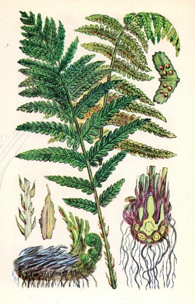 Чоловіча папороть — Dryopteris filix mas (L.) Чоловіча папороть — Dryopteris filix mas (L.)