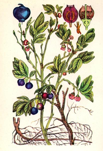 Чорниця звичайна (афини) — Vaccinium myrtillus L. Чорниця звичайна (афини) — Vaccinium myrtillus L.