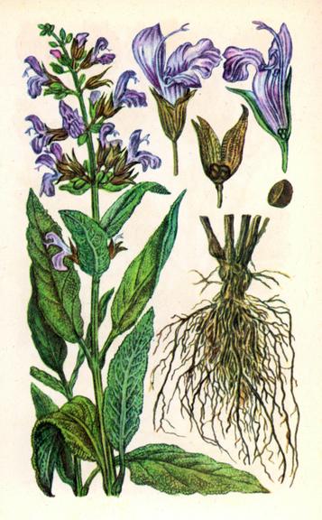 Шавлія лікарська — Salvia officinalis L. Шавлія лікарська — Salvia officinalis L.