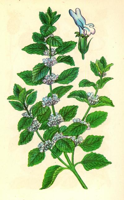 Шандра звичайна — Marrubium vulgare L. Шандра звичайна — Marrubium vulgare L.