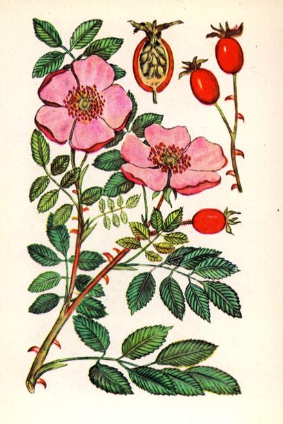 Шипшина собача — Rosa canina L. Шипшина собача — Rosa canina L.