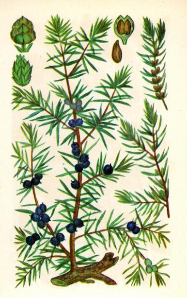 Яловець звичайний — Juniperus communis L.* Яловець звичайний — Juniperus communis L.*