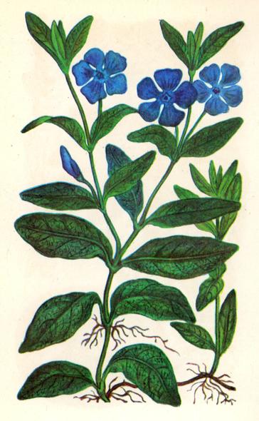 Барвінок малий — Vinca minor L. (отруйний). Барвінок малий — Vinca minor L. (отруйний).