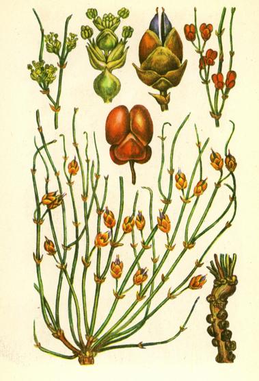 Ефедра двоколоса — Ephedra distachya L. (отруйна) Ефедра двоколоса — Ephedra distachya L. (отруйна)