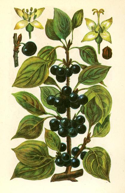 Жостір проносний — Rhamnus cathartica L. (отруйний) Жостір проносний — Rhamnus cathartica L. (отруйний)