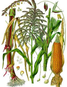 Кукурудза звичайна — Zea mays L. Кукурудза звичайна — Zea mays L.