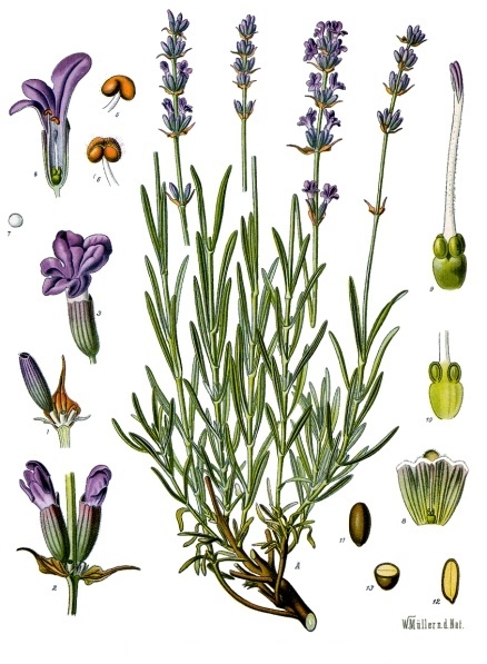 Лаванда колоскова — Lavandula spica L. Лаванда колоскова — Lavandula spica L.