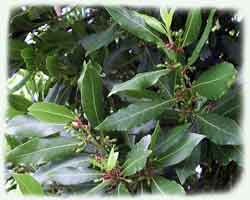 Лавр благородний — Laurus nobilis L. Лавр благородний — Laurus nobilis L.