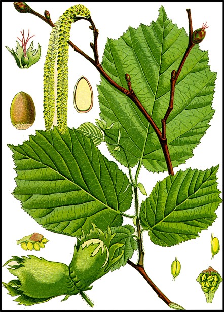Ліщина звичайна — Corylus avellana L. Ліщина звичайна — Corylus avellana L.