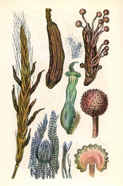 Ріжки - Claviceps purpurea Tul. Ріжки - Claviceps purpurea Tul.