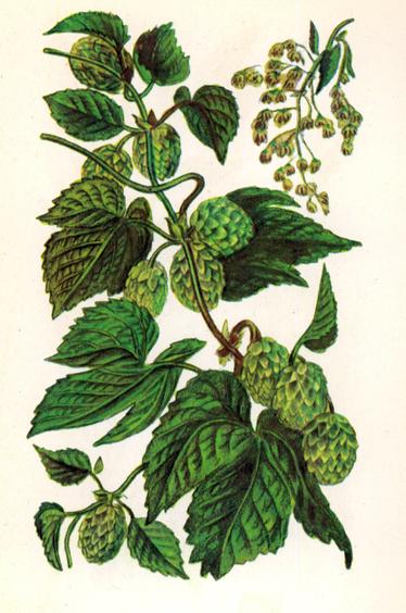 Хміль звичайний