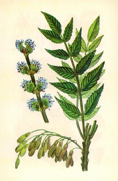 Ясен звичайний