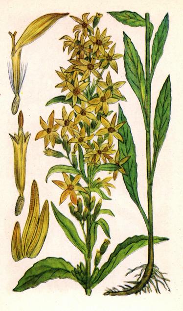 Золотушник звичайний — Solidago virga aurea L. Золотушник звичайний — Solidago virga aurea L.