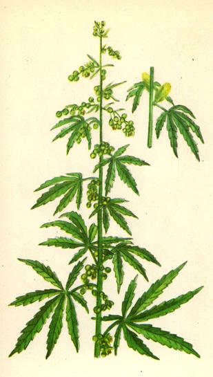 Коноплі посівні — Cannabis sativa L. Коноплі посівні — Cannabis sativa L.