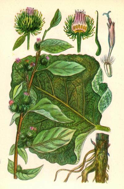 Лопух великий (справжній) — Arctium lappa L.; Lappa major Gaertn. Лопух великий (справжній) — Arctium lappa L.; Lappa major Gaertn.