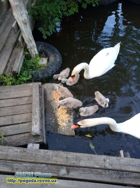 Погода у Рівному Погода у Рівному