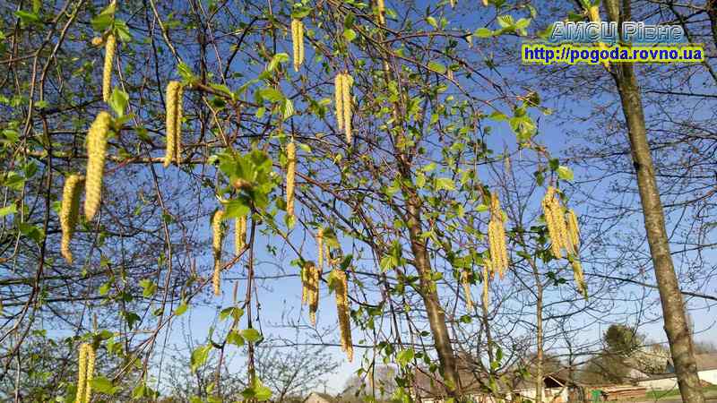 погода Рівне погода Рівне