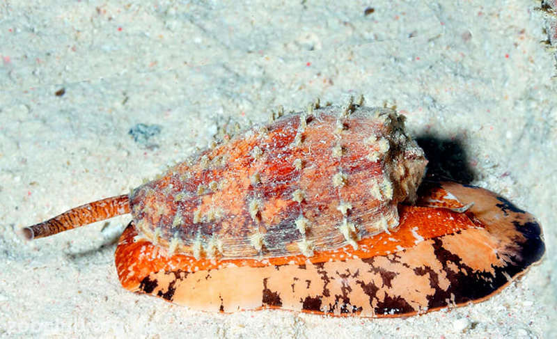 Конус географічний Конус географічний