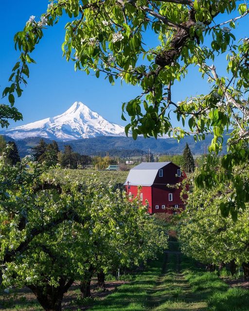 Садове господарство в штаті Орегон Садове господарство в штаті Орегон