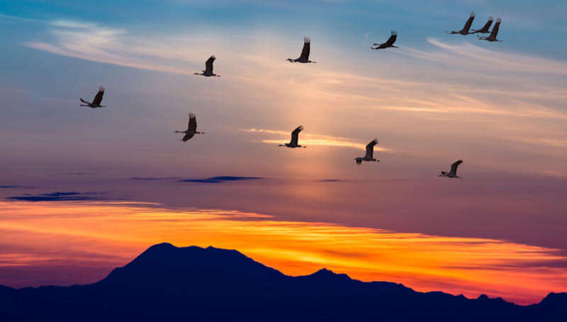 Куди і чому відлітають птахи Куди і чому відлітають птахи