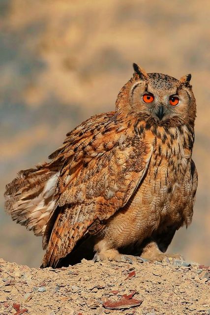 Пугач звичайний (Bubo bubo) Пугач звичайний (Bubo bubo)