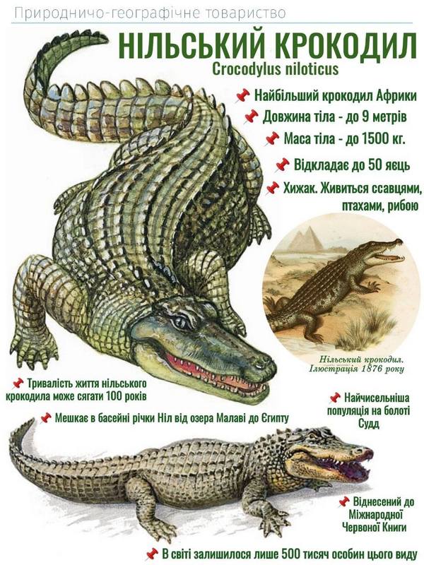 Нільський крокодил Нільський крокодил