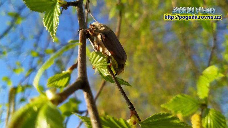 погода Рівне погода Рівне