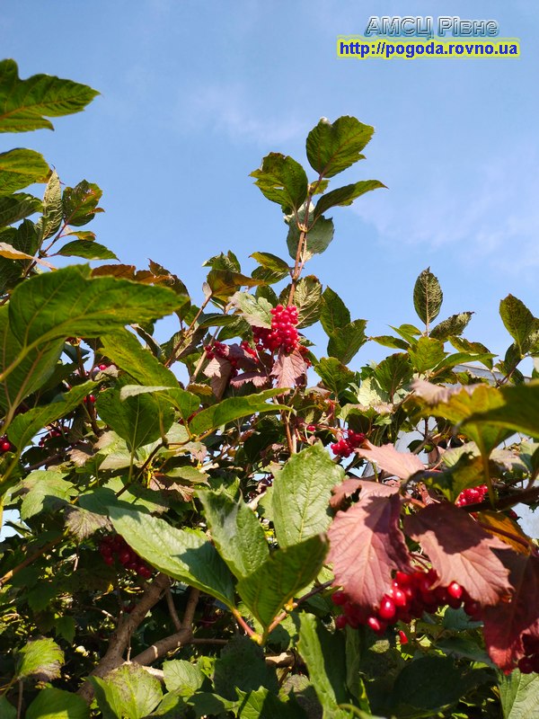 Погода у місті Рівне, калина калинонька Погода у місті Рівне, калина калинонька