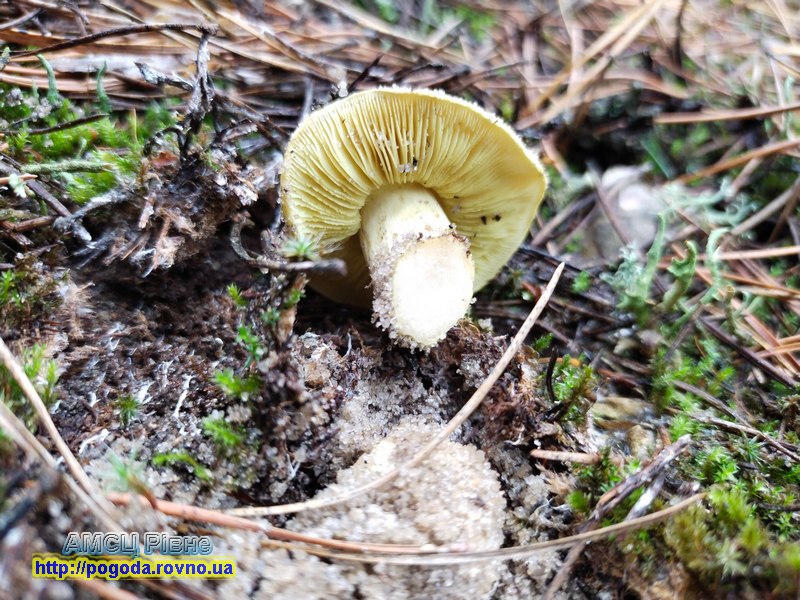 Зелениця звичайна ) Зелениця звичайна )