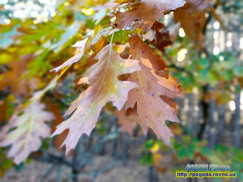 погода Рівне погода Рівне