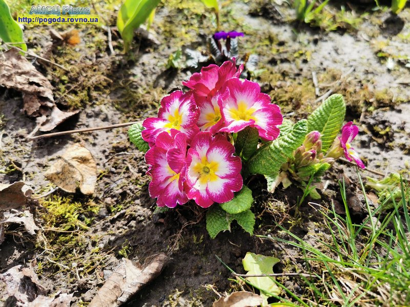 Погода Рівне Погода у Рівному