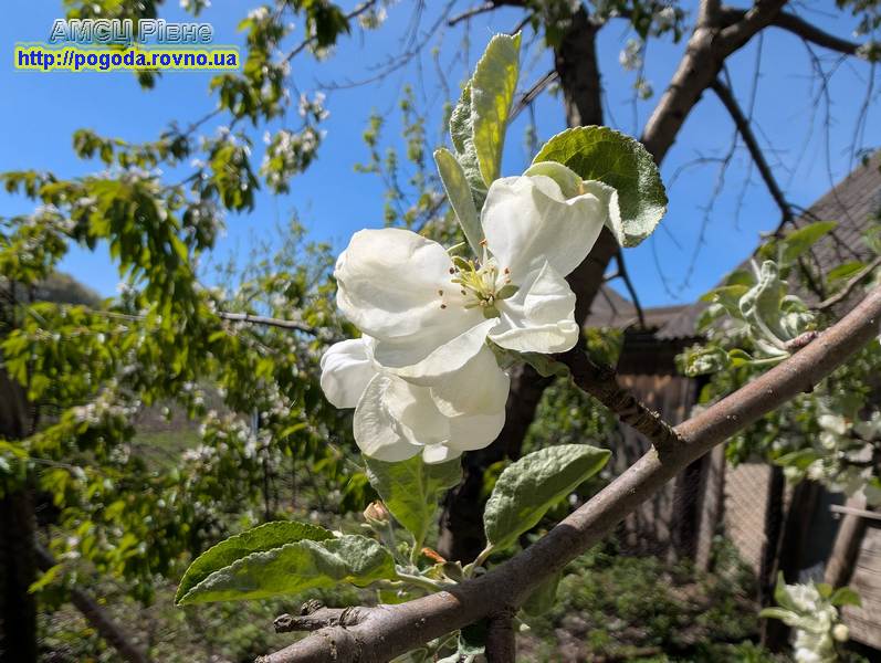 Погода у Рівному Погода у Рівному