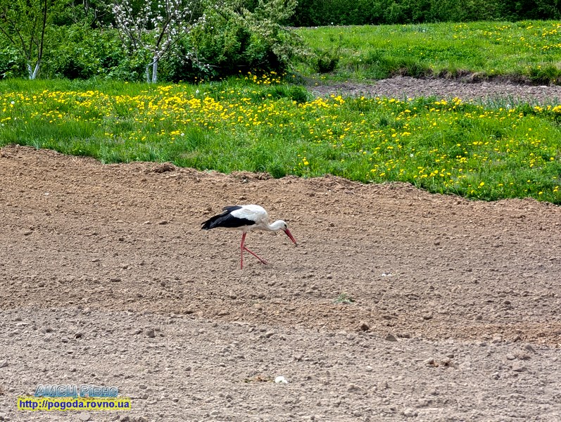 Погода Рівне Погода Рівне